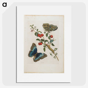 1-7_Maria-Sibylla-Merian_picture