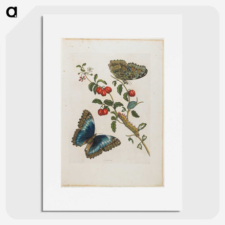 1-7_Maria-Sibylla-Merian_picture