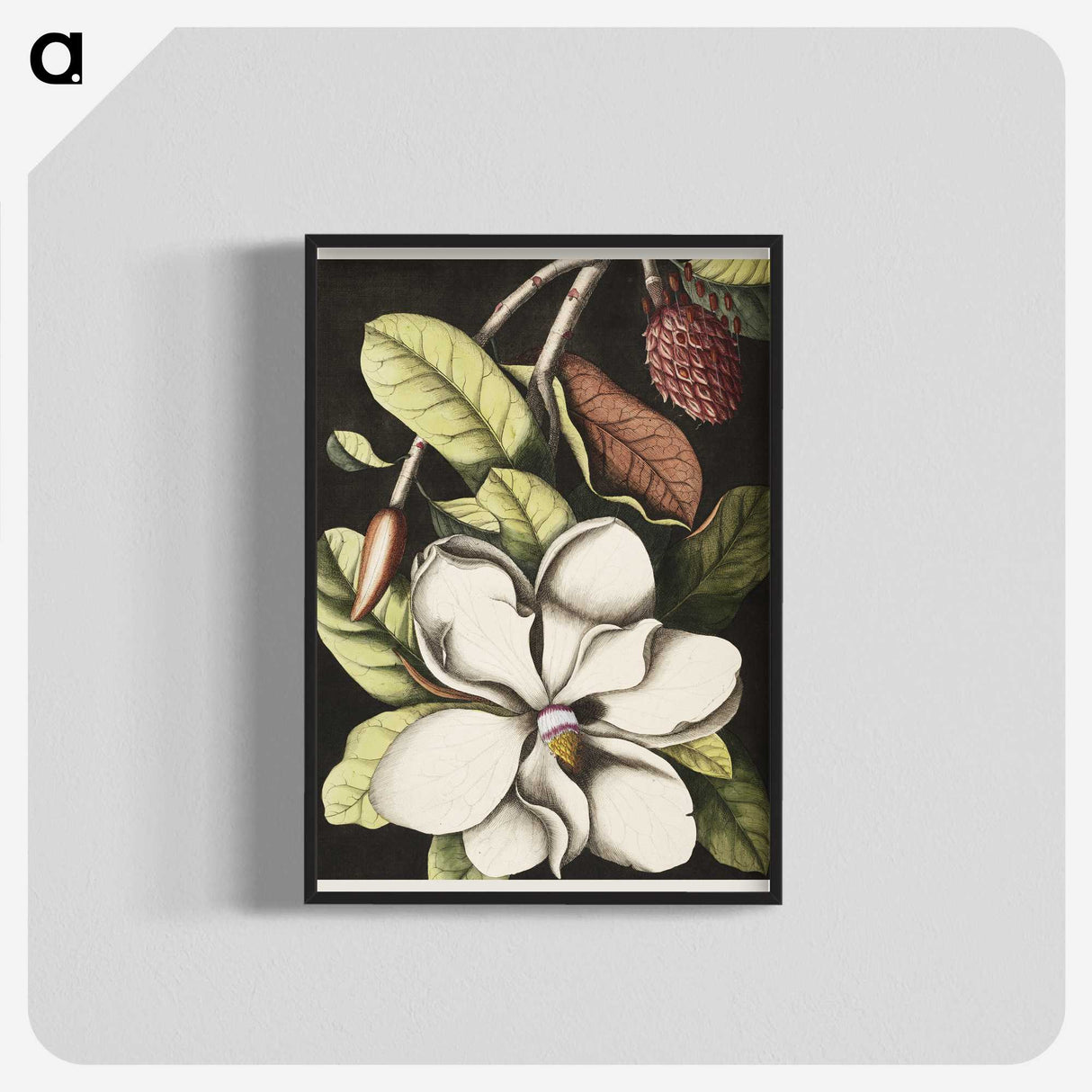 1-7_Mark-Catesby_blk-crop