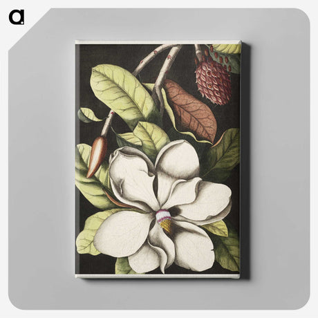 1-7_Mark-Catesby_canvas