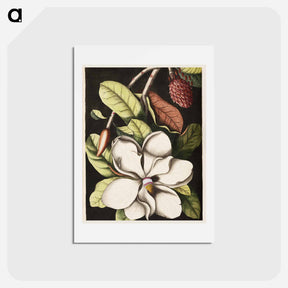 アートポストカード-Laurel Tree
 - マーク ケイツビー Postcard.