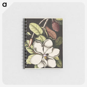 1-7_Mark-Catesby_memo
