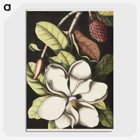 1-7_Mark-Catesby_picture-crop
