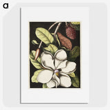1-7_Mark-Catesby_picture