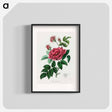 アートポスター-Rosa Gallica Illustration
 - 薬用植物学 Poster.