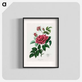 アートポスター-Rosa Gallica Illustration
 - 薬用植物学 Poster.