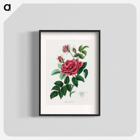 アートポスター-Rosa Gallica Illustration
 - 薬用植物学 Poster.