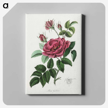 1-7_Medical-Botany_canvas