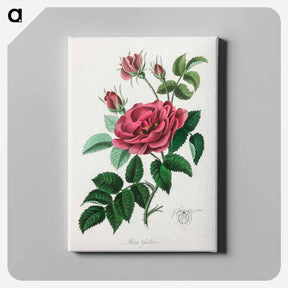アートパネル-Rosa Gallica Illustration
 - 薬用植物学 Canvas.