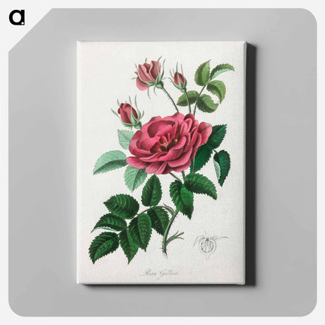 アートパネル-Rosa Gallica Illustration
 - 薬用植物学 Canvas.