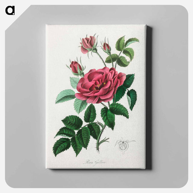 アートパネル-Rosa Gallica Illustration
 - 薬用植物学 Canvas.