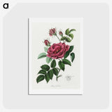 1-7_Medical-Botany_hagaki
