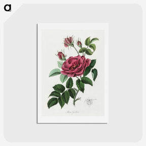 1-7_Medical-Botany_hagaki