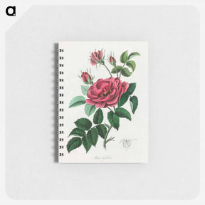 アートメモ帳-Rosa Gallica Illustration
 - 薬用植物学 Memo.