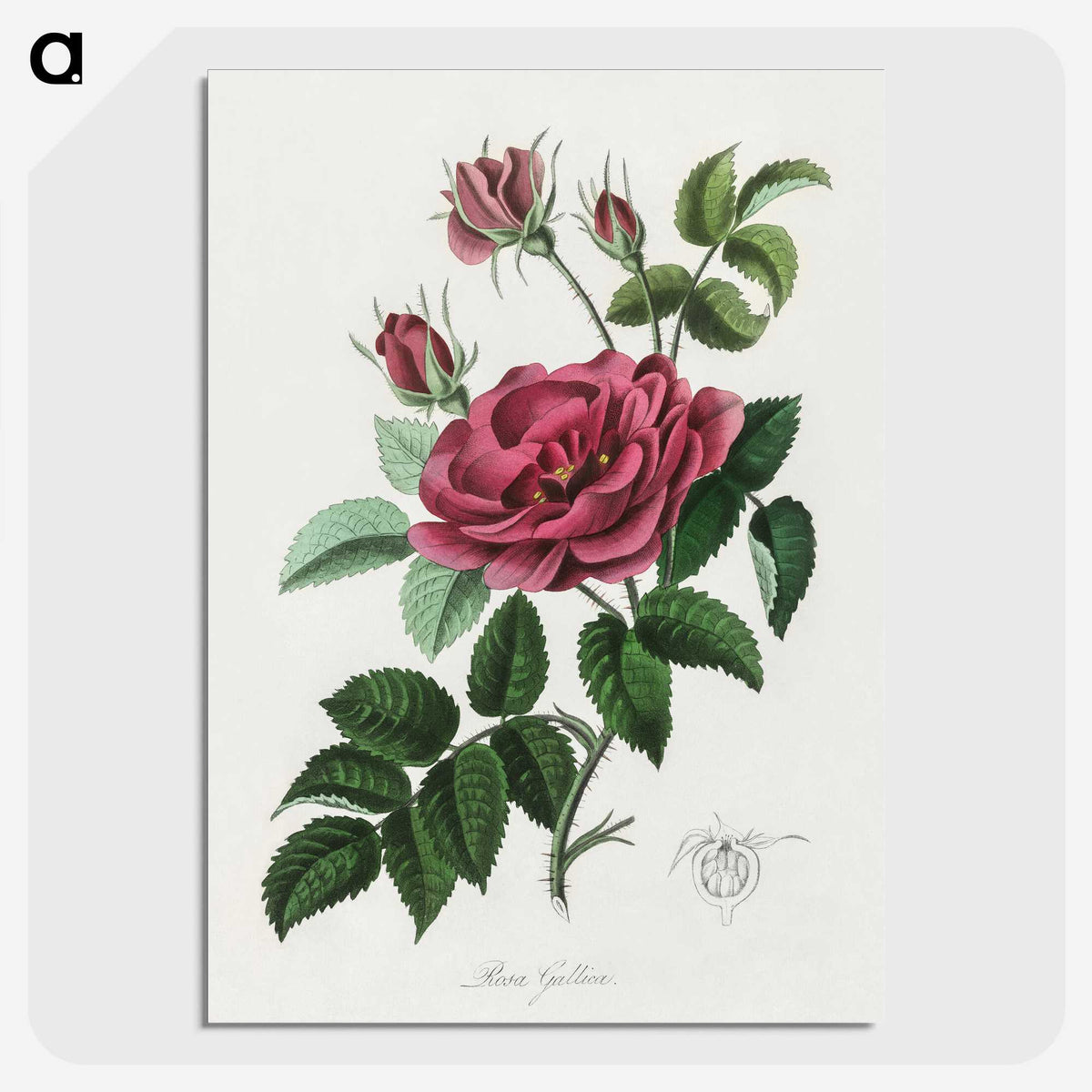 1-7_Medical-Botany_picture-crop