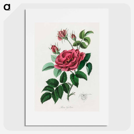 アートポスター-Rosa Gallica Illustration
 - 薬用植物学 Poster.
