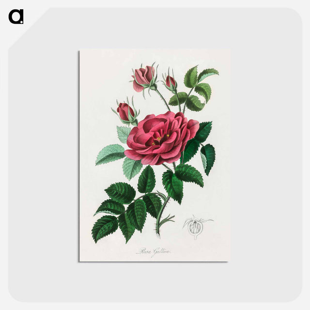 アートポストカード-Rosa Gallica Illustration
 - 薬用植物学 Postcard.