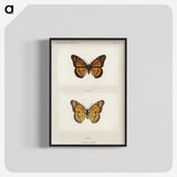 1-7_Moths-and-Butterflies-of-the-United-States_blk-crop