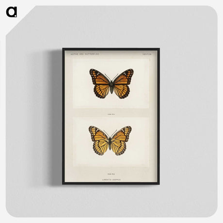 1-7_Moths-and-Butterflies-of-the-United-States_blk-crop