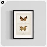 1-7_Moths-and-Butterflies-of-the-United-States_blk
