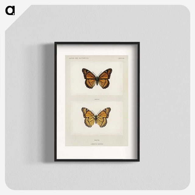 1-7_Moths-and-Butterflies-of-the-United-States_blk