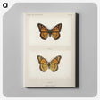 1-7_Moths-and-Butterflies-of-the-United-States_canvas