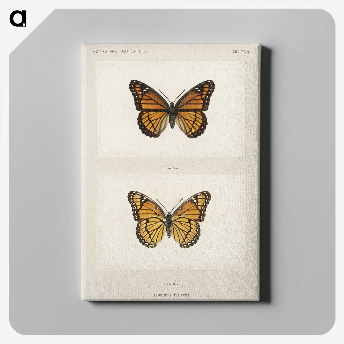 1-7_Moths-and-Butterflies-of-the-United-States_canvas