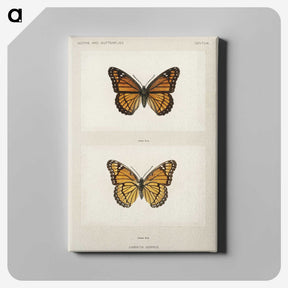 1-7_Moths-and-Butterflies-of-the-United-States_canvas
