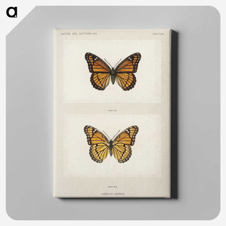 1-7_Moths-and-Butterflies-of-the-United-States_canvas