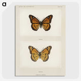 1-7_Moths-and-Butterflies-of-the-United-States_picture-crop