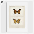 1-7_Moths-and-Butterflies-of-the-United-States_picture