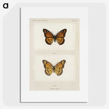 1-7_Moths-and-Butterflies-of-the-United-States_picture