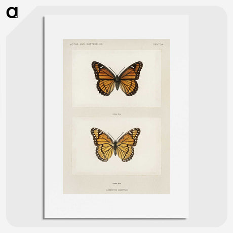 1-7_Moths-and-Butterflies-of-the-United-States_picture