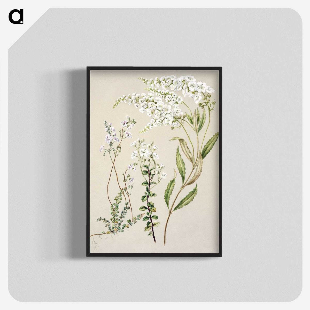 1-7_Native-Flowering-Plants-of-New-Zealand_blk-crop