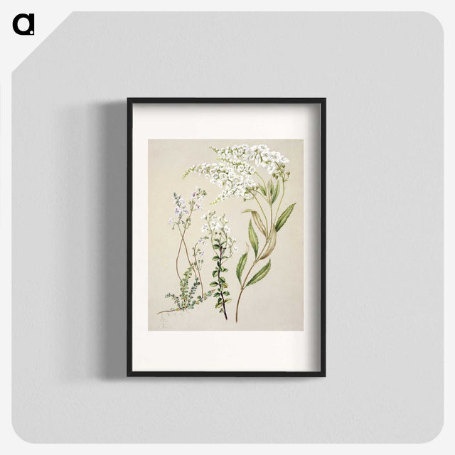 1-7_Native-Flowering-Plants-of-New-Zealand_blk