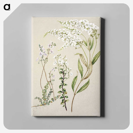 1-7_Native-Flowering-Plants-of-New-Zealand_canvas