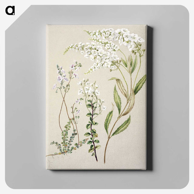 1-7_Native-Flowering-Plants-of-New-Zealand_canvas
