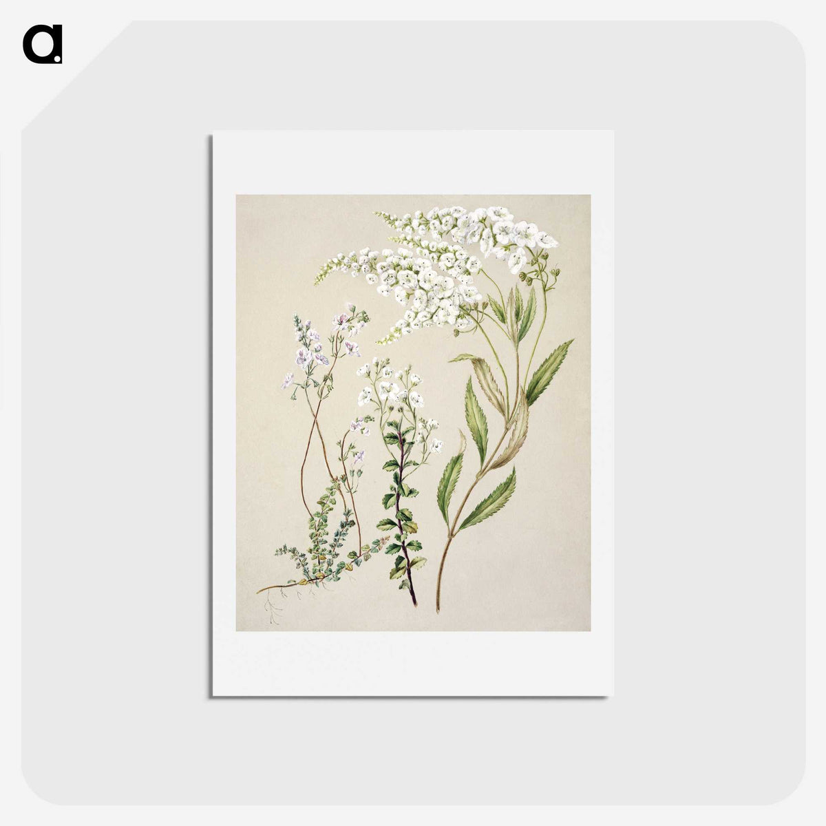 1-7_Native-Flowering-Plants-of-New-Zealand_hagaki