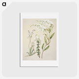 1-7_Native-Flowering-Plants-of-New-Zealand_hagaki