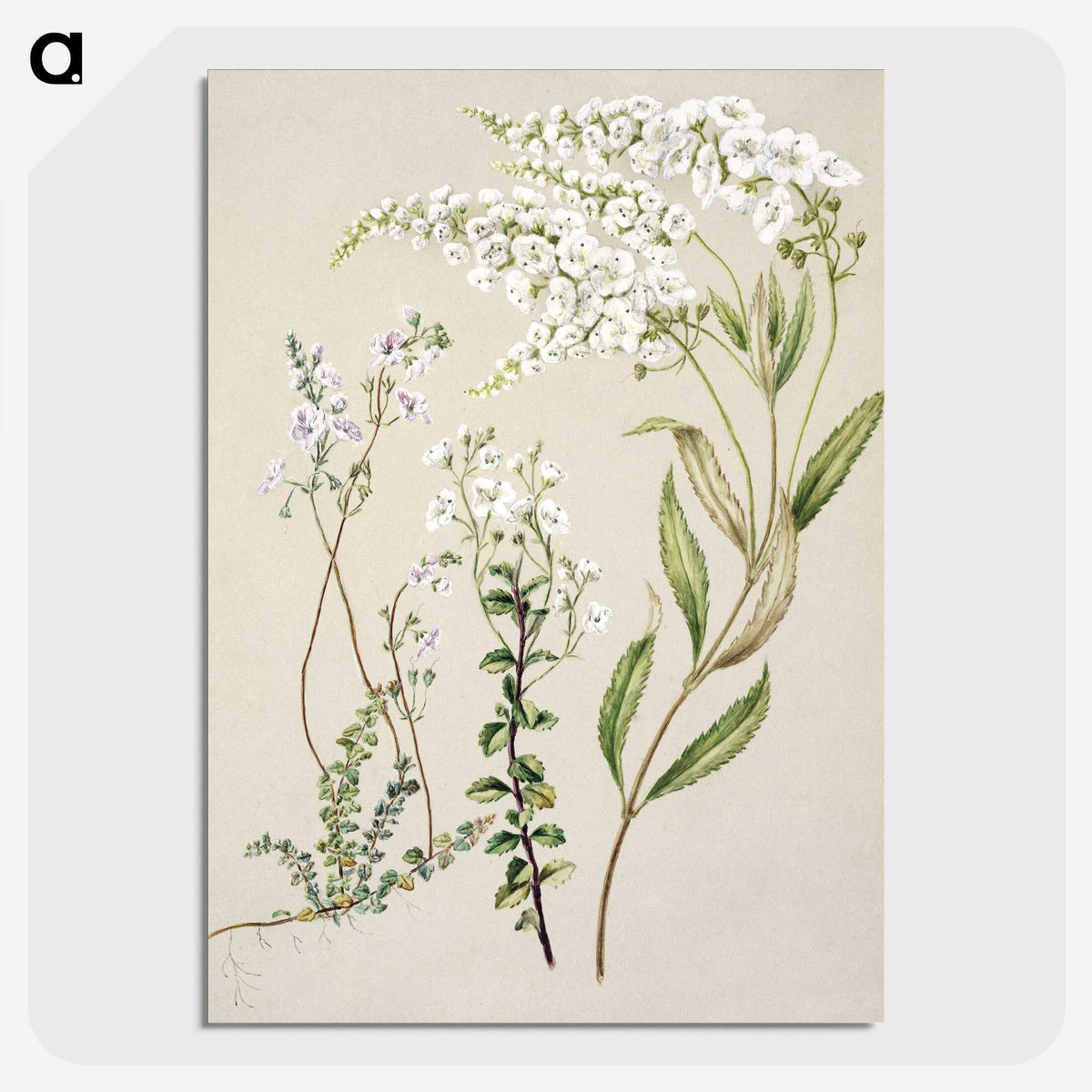 1-7_Native-Flowering-Plants-of-New-Zealand_picture-crop