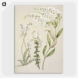 1-7_Native-Flowering-Plants-of-New-Zealand_picture-crop