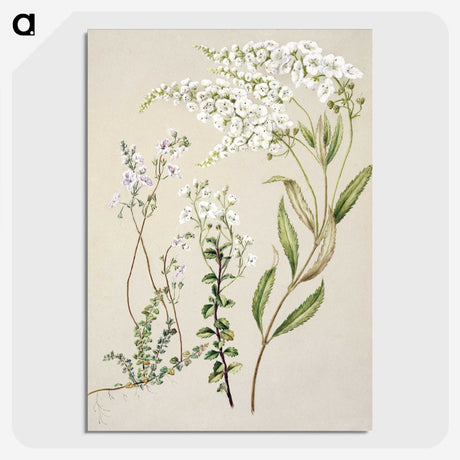 1-7_Native-Flowering-Plants-of-New-Zealand_picture-crop