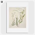 1-7_Native-Flowering-Plants-of-New-Zealand_picture