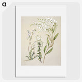 1-7_Native-Flowering-Plants-of-New-Zealand_picture