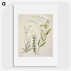 1-7_Native-Flowering-Plants-of-New-Zealand_picture