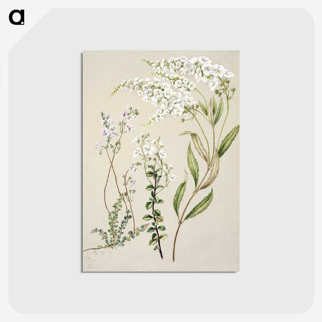 1-7_Native-Flowering-Plants-of-New-Zealand_postcard