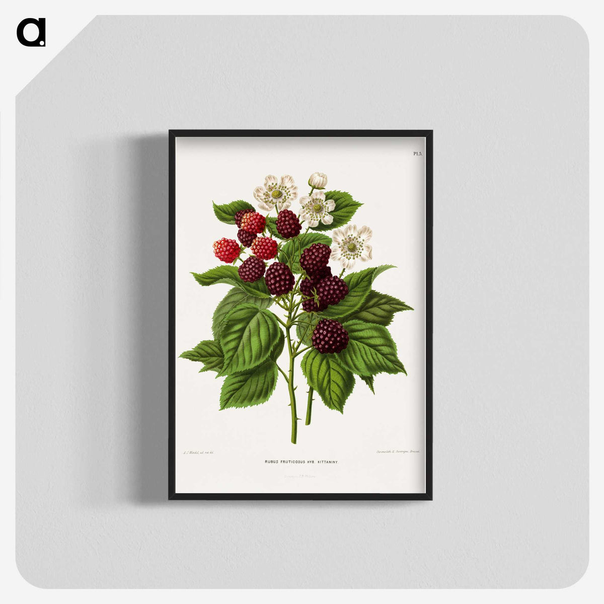 1-7_Nederlandsche-Flora-en-Pomona_blk-crop