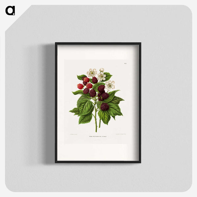 1-7_Nederlandsche-Flora-en-Pomona_blk