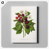 1-7_Nederlandsche-Flora-en-Pomona_canvas