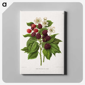1-7_Nederlandsche-Flora-en-Pomona_canvas